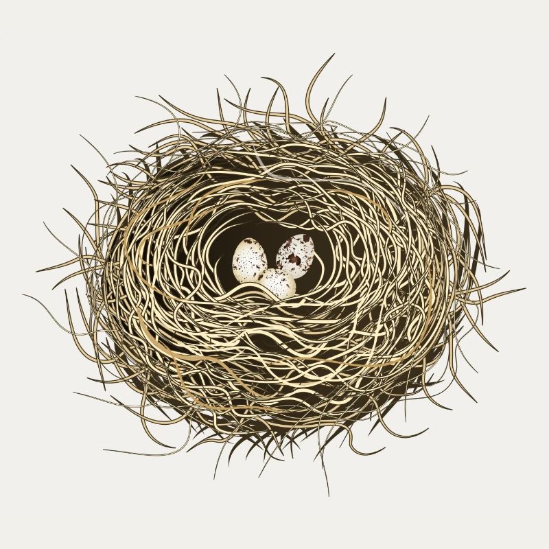 Vogelnest oder Osternest mit drei Vogel Eier
