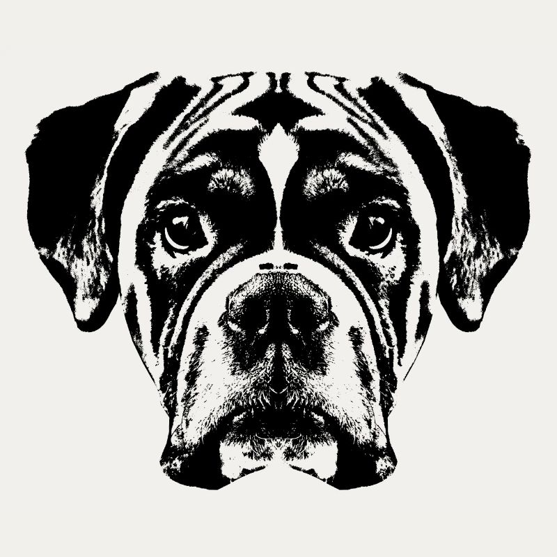 Boxer / Kopf / Hund / Grafik