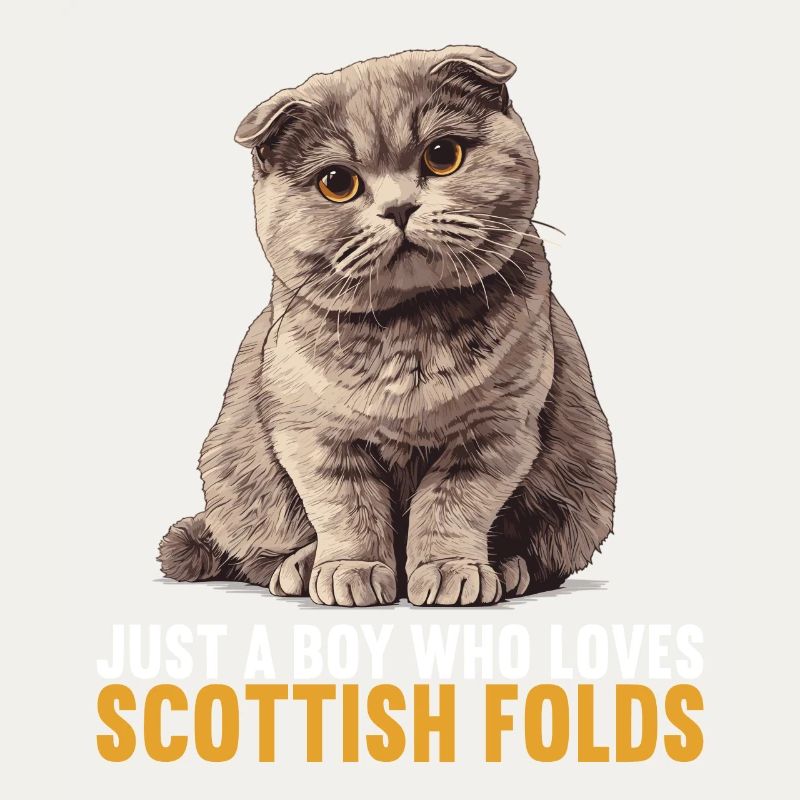 Scottish Fold Kitten Scottish Fold chat
