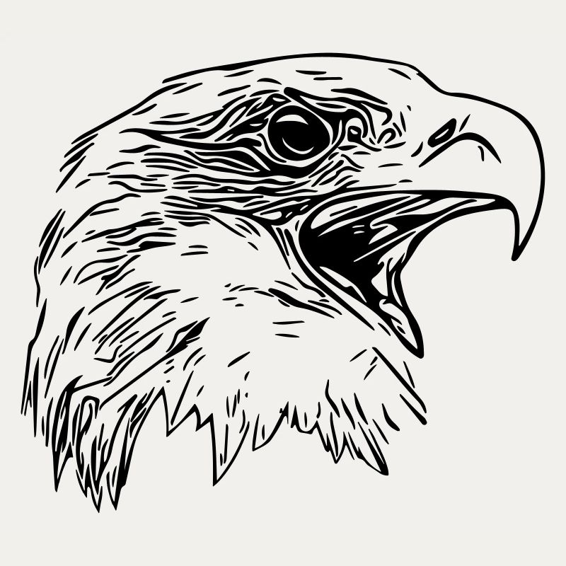 Tête d’aigle - Oiseau de prédant Royal Vector