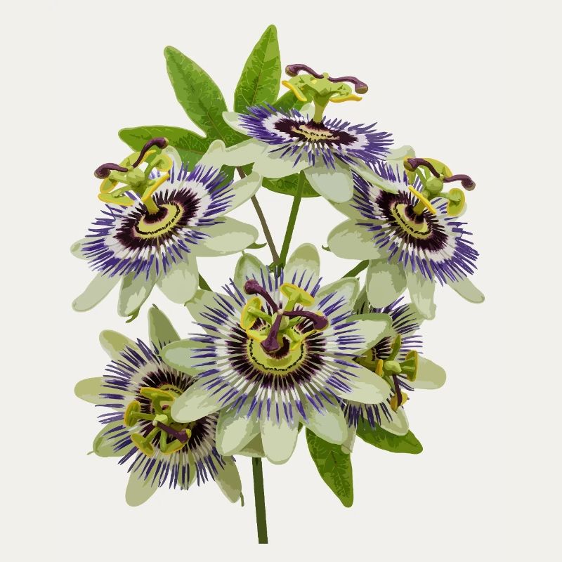 Passiflore