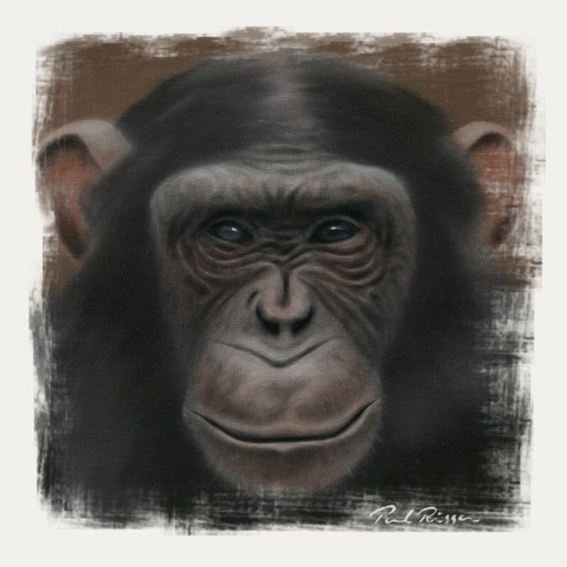 Chimpanzee