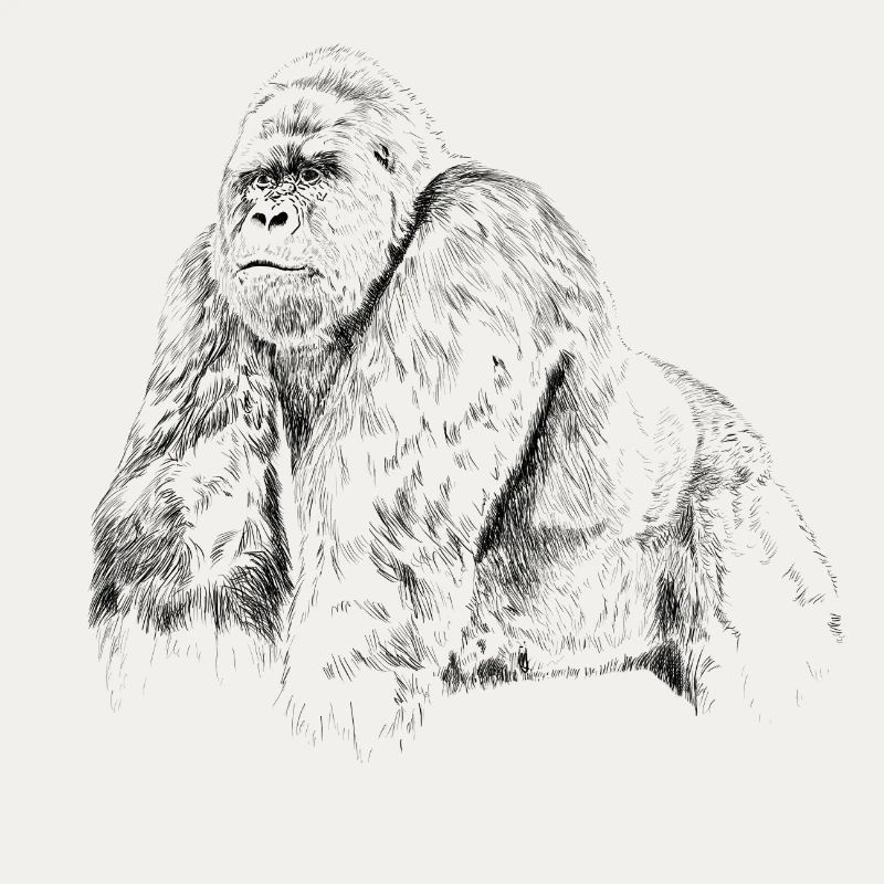 gorilla
