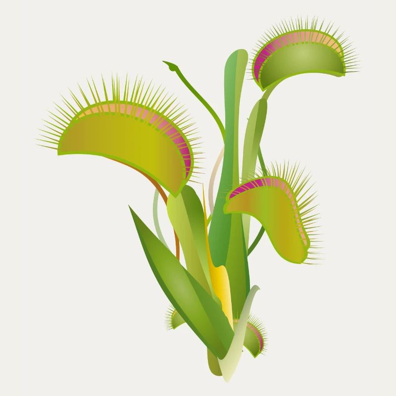 Venus flytrap a fascinating indoor plant