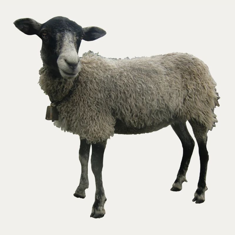 Schaf
