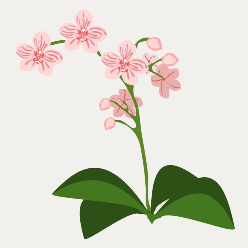 Orchidee