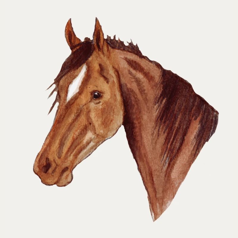 Pferd