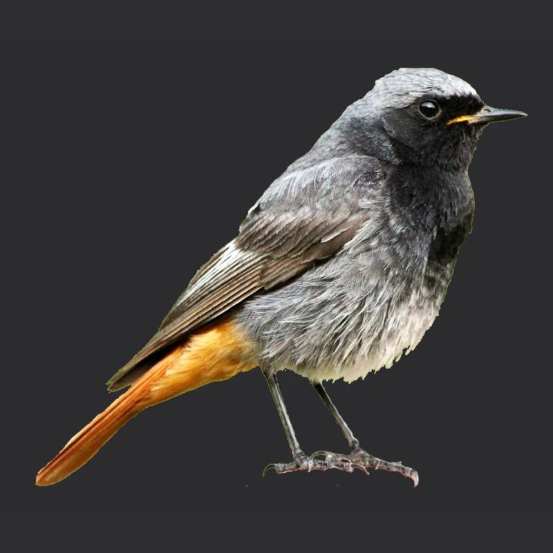 Redtail Robin