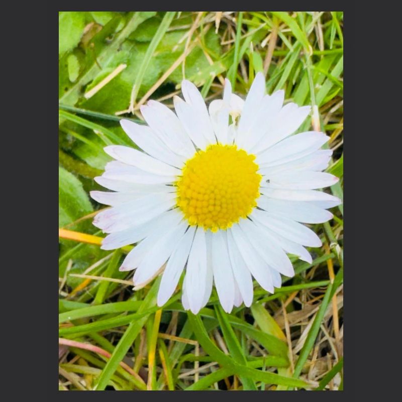 Sunny Daisy