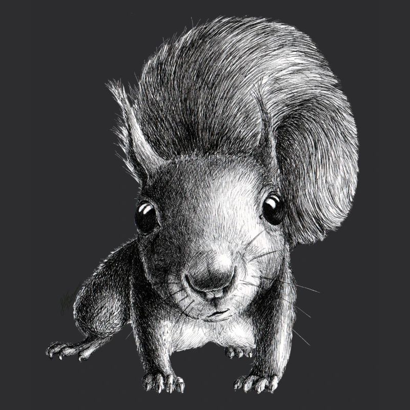 Eichhörnchen