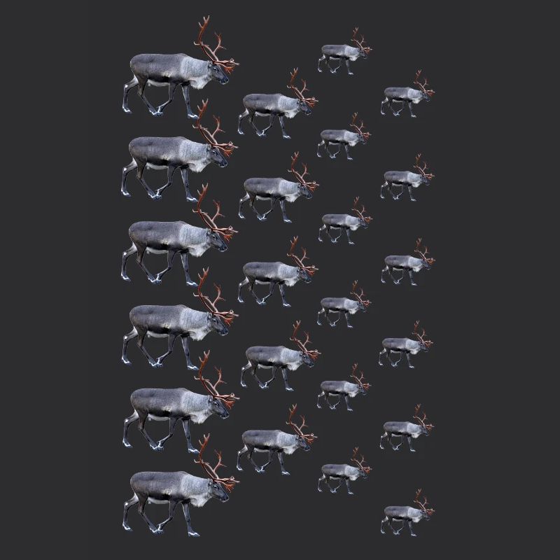Reindeer