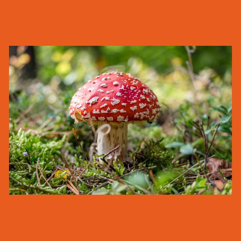 Toadstool