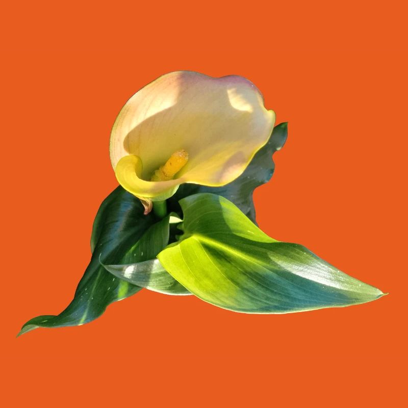 LYS CALLA JAUNE