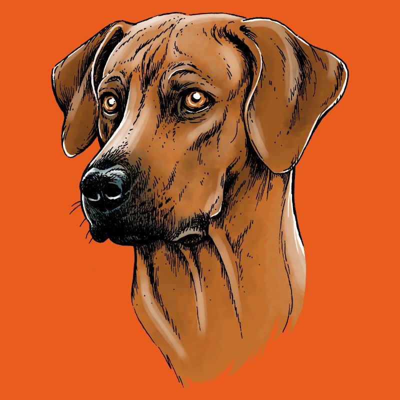 Rhodesian Ridgeback