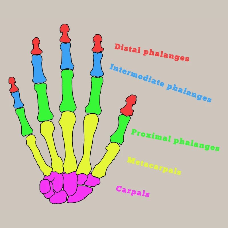 mains os anatomie humain évolution Physio