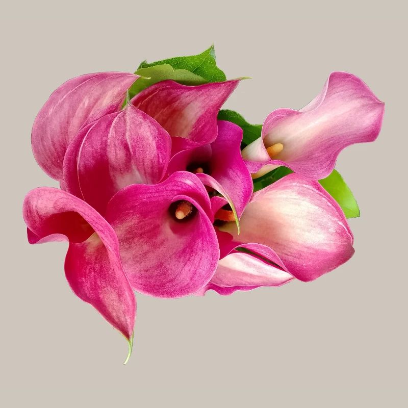 Lys Calla