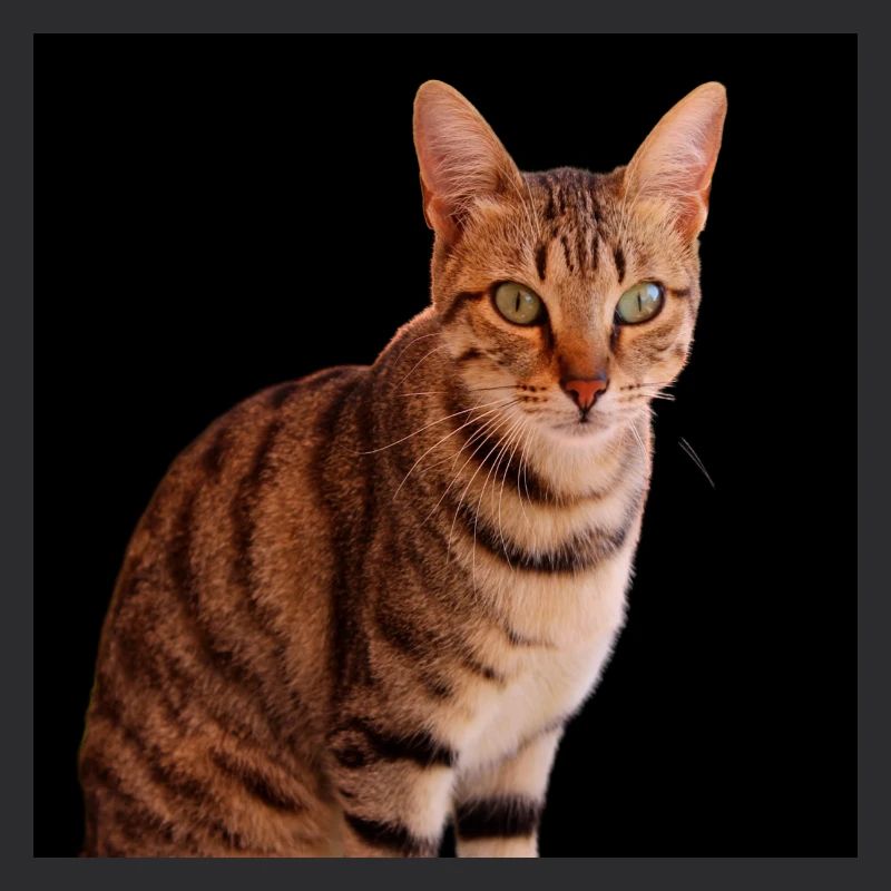 Chat chat chaton doux