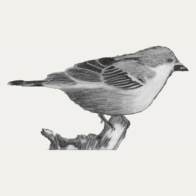 Spatz