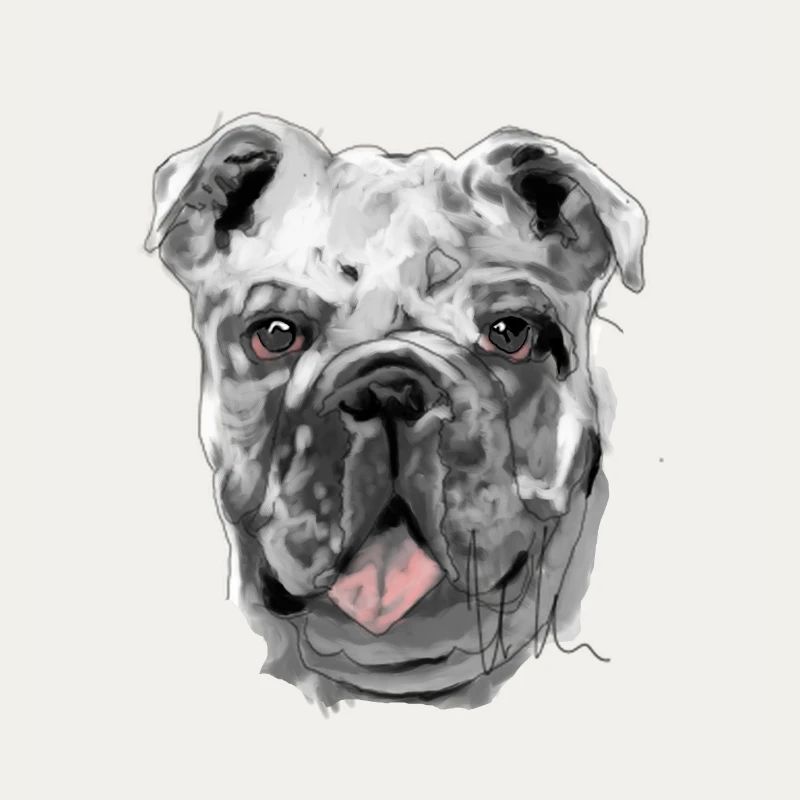 Bouledogue