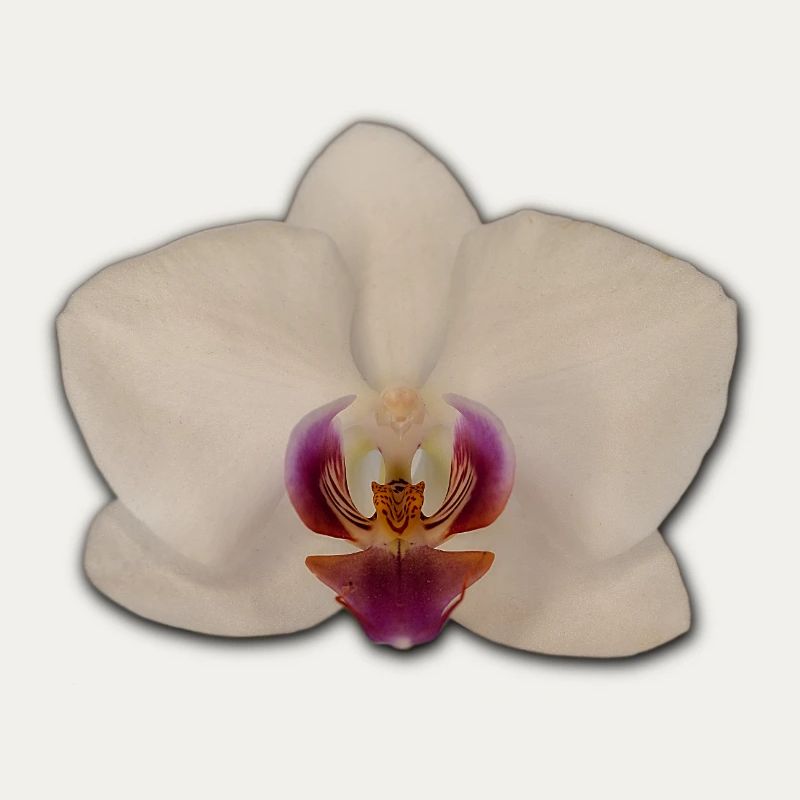 Orchids