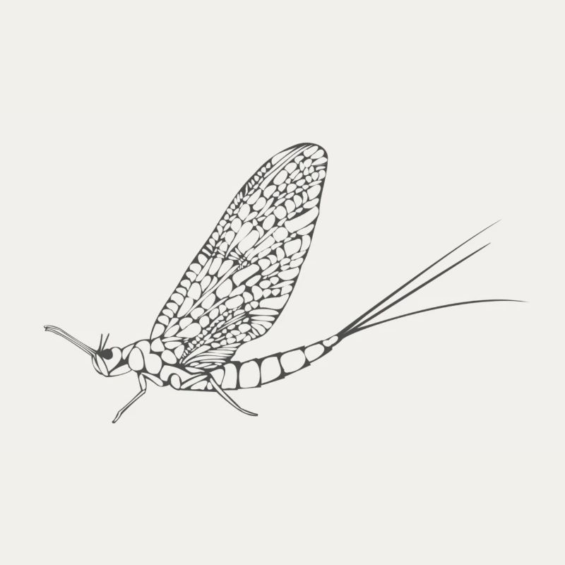 Insectes