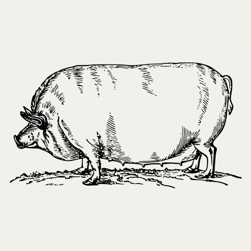 sow