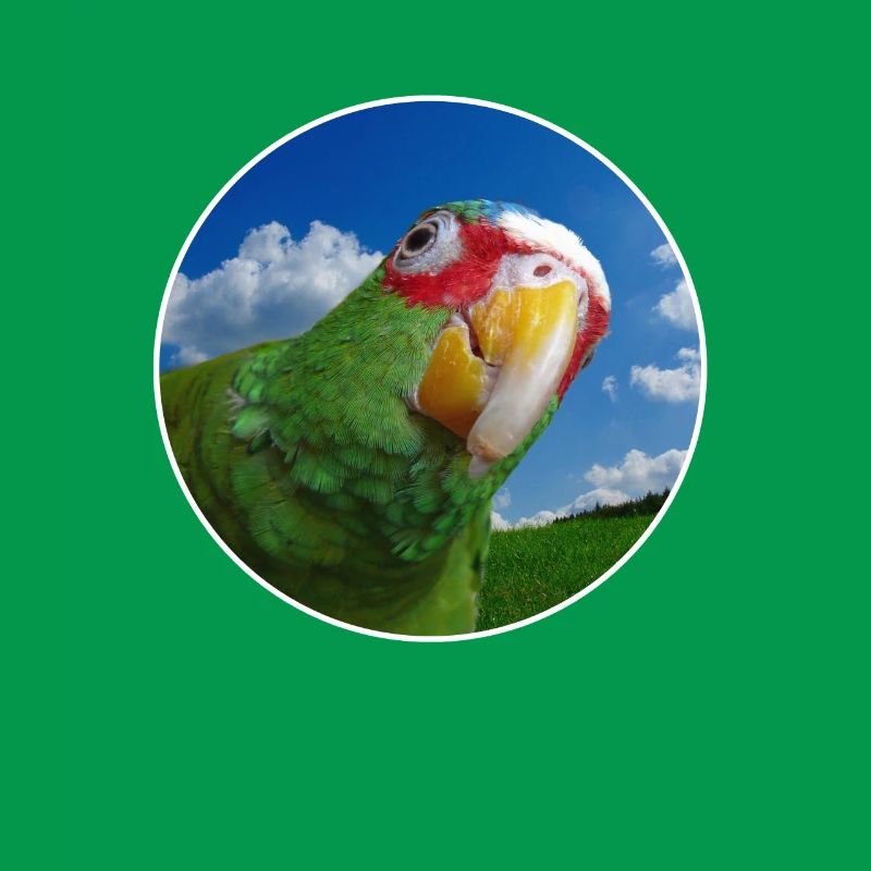White-fronted Amazon