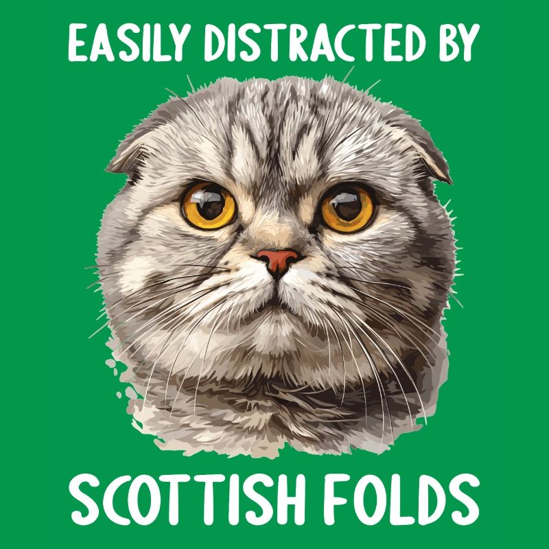 Scottish Fold Kitten Scottish Fold Cat