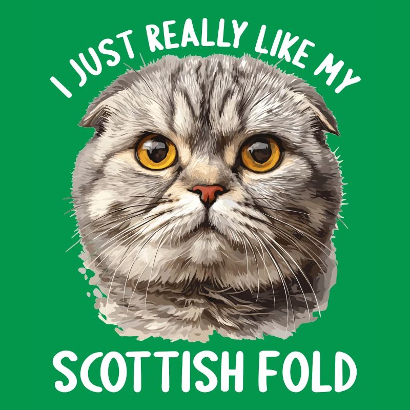 Scottish Fold Kitten Scottish Fold Cat