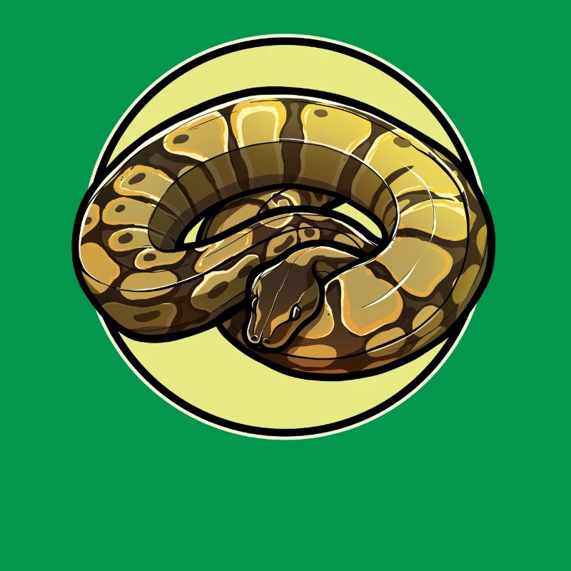 Ball Python Königspythons Königspython