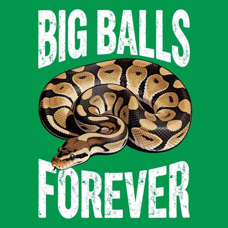 Königspython Schlangen Liebhaber Terrarium Python