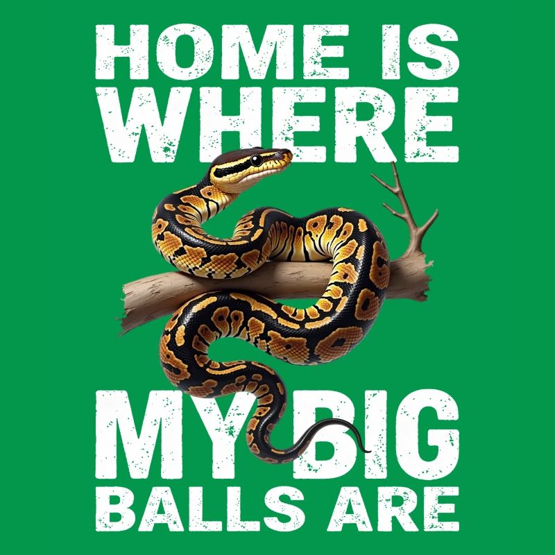 Königspython Schlangen Liebhaber Terrarium Python