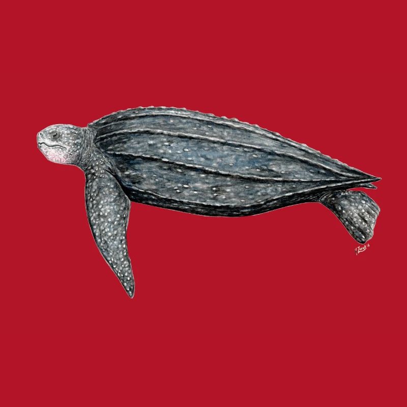 Tortue luth Leatherback turtle leatherback turtle