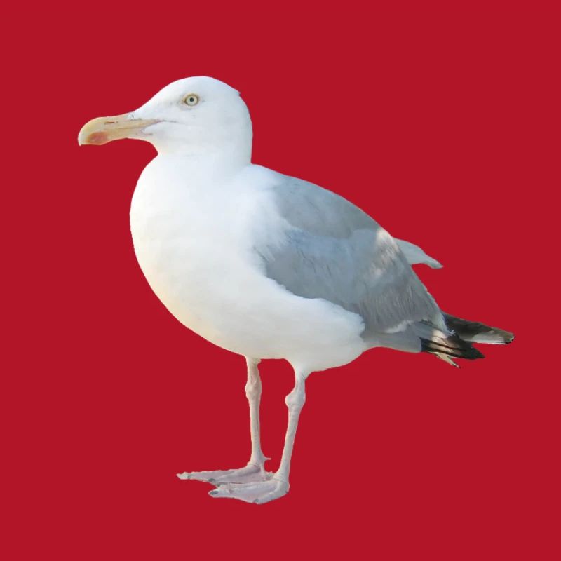 Möwe