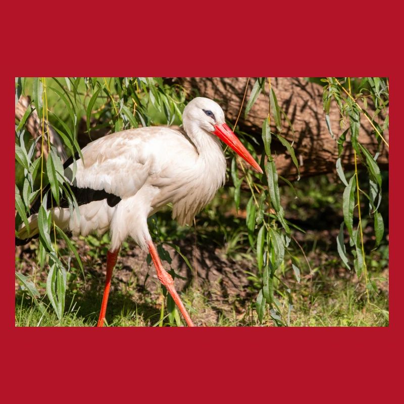 Weißstorch oder Klapperstorch