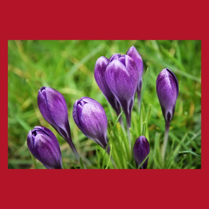 Grappe de crocus violet dans le jardin de printemps