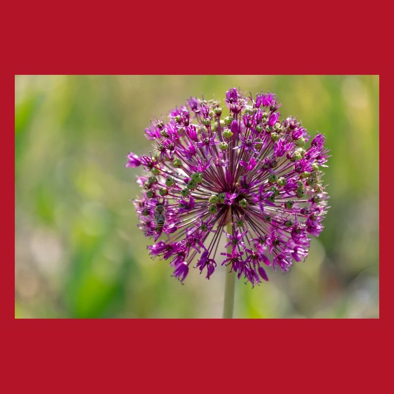 Gros plan d’une fleur violette - Poireau géant