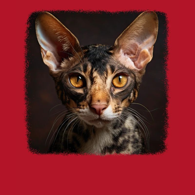 Chaton Cornish Rex Chat Cornish Rex