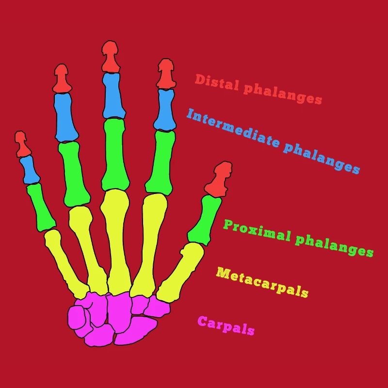 Hand Knochen Anatomie Mensch Evolution Physio