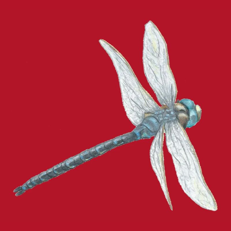 Illustration de libellule sarcelle