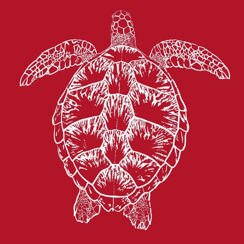 Turtle white2