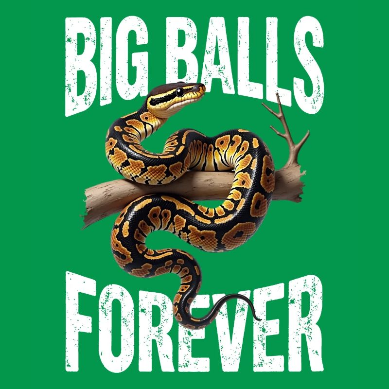 Königspython Schlangen Liebhaber Terrarium Python