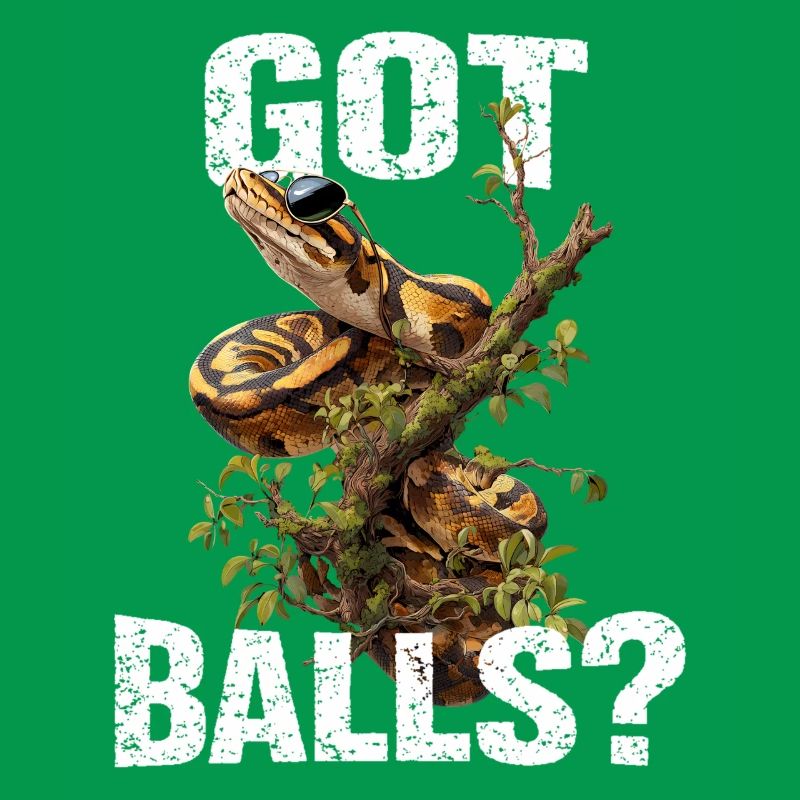 Königspython Schlangen Liebhaber Terrarium Python