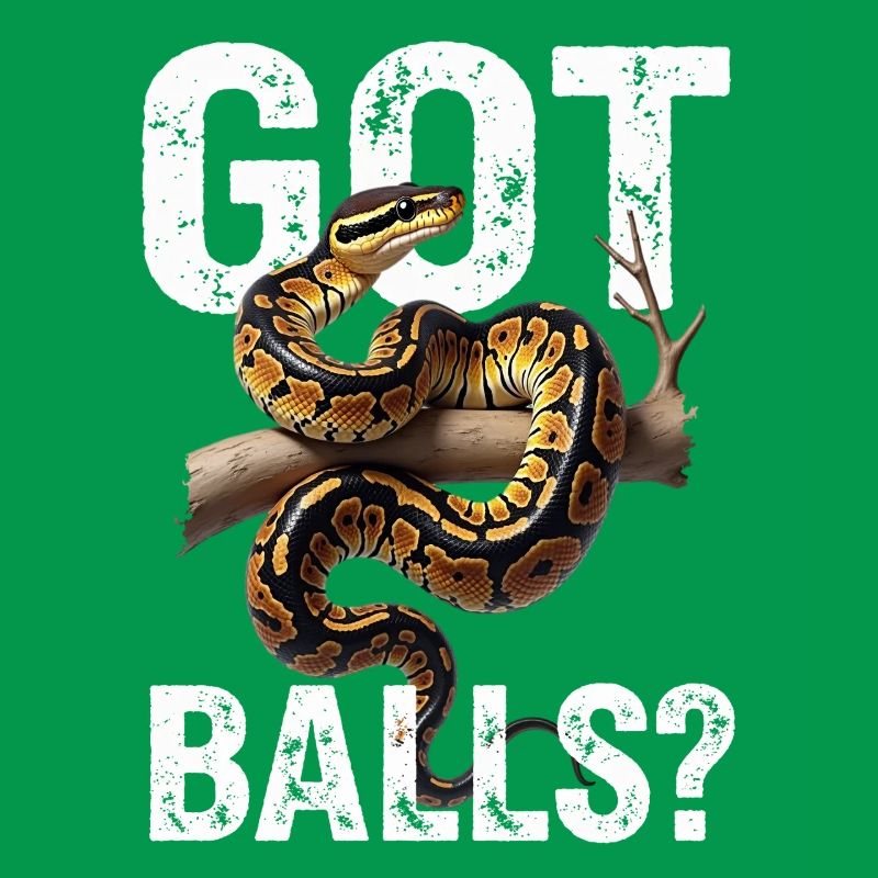 Königspython Schlangen Liebhaber Terrarium Python