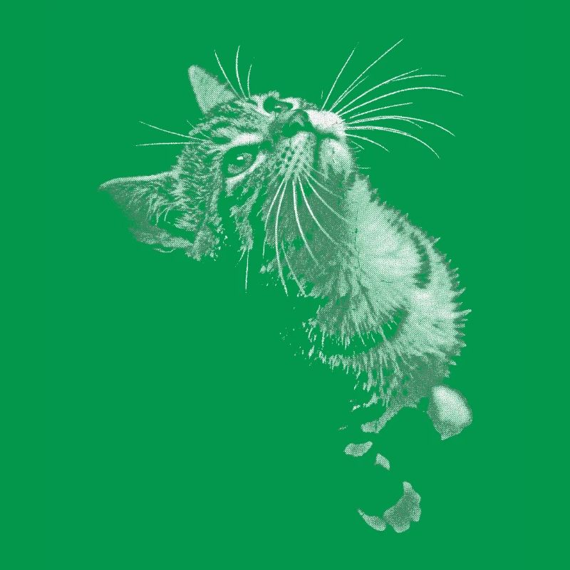 Graustufen Katzenschnurrer Blick