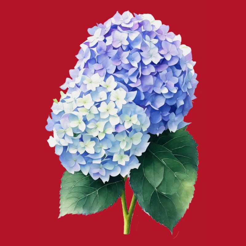 hydrangea