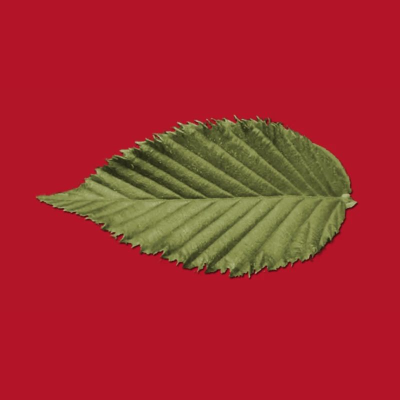 Leaf Structure Olive Green Pattern