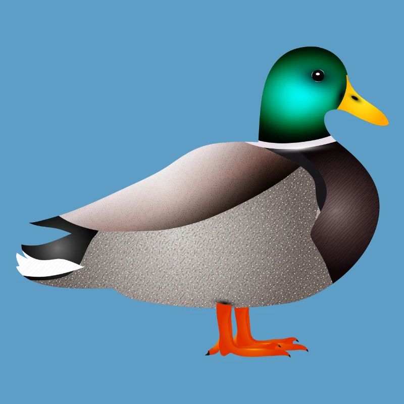 handgezeichnete männliche Ente Erpel oder Enterich