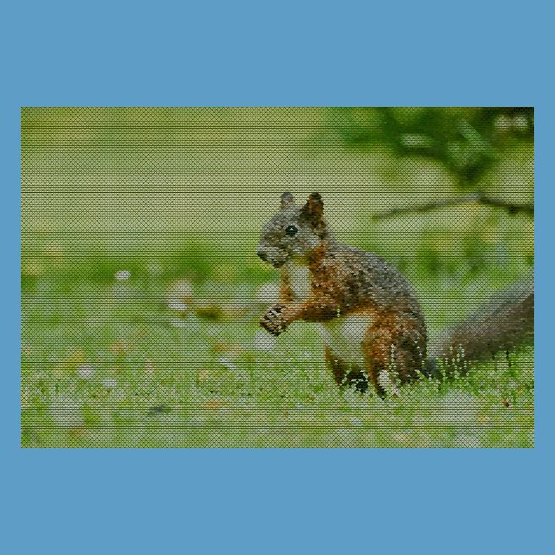 Eichhörnchen Wald Muster