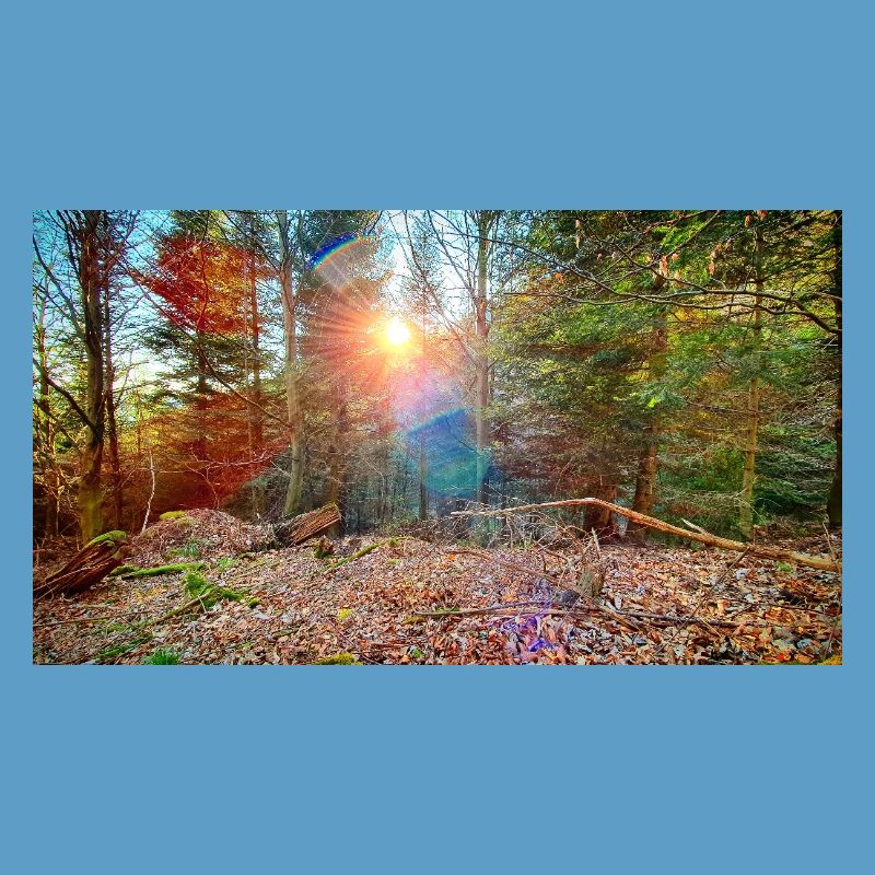 Lumière du soleil dans la forêt d’automne